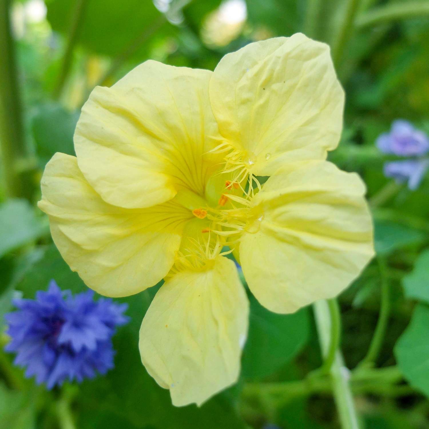 Capucine 'Milkmaid' (graines)
